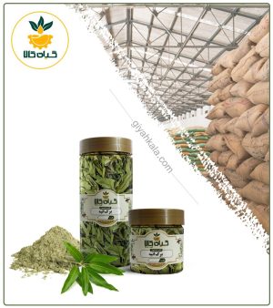 برگ انبه خشک یا پودری بسته بندی