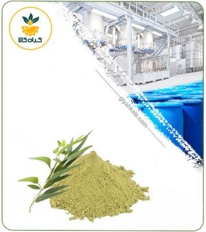 عصاره اکالیپتوس خشک یا پودری