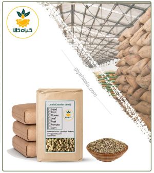عدس کانادایی فله