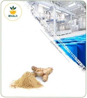 عصاره خولنجان خشک یا پودری