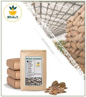 دانه کرچک خشک فله