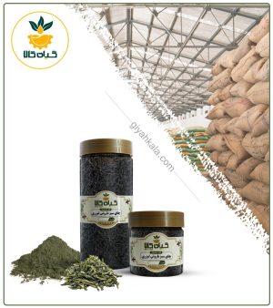 چای سبز باروتی لیزر خشک یا پودری بسته بندی