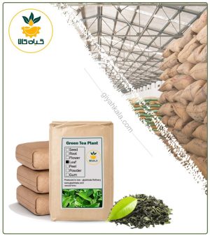 چای سبز خشک فله