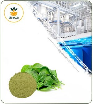 عصاره اسفناج خشک یا پودری