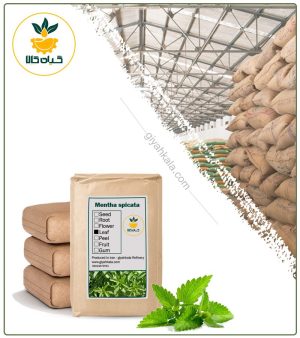 گیاه نعناع دشتی خشک فله