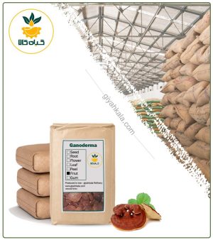 قارچ گانودرما خشک فله